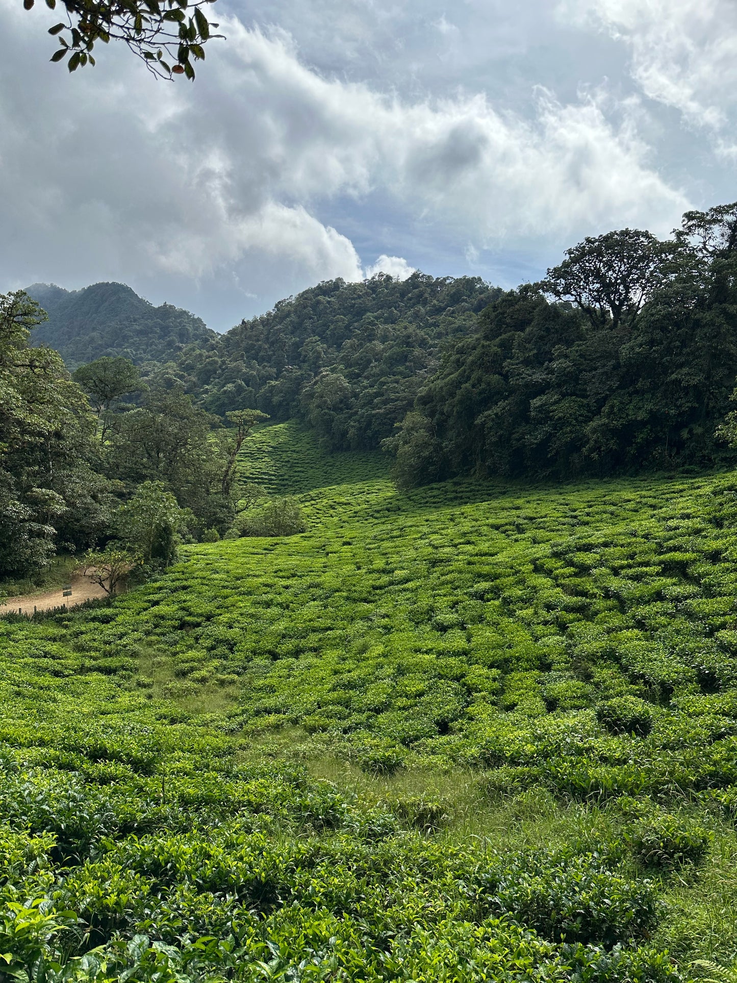 Bitaco Infusion Gingimbre Citron x 60 unités