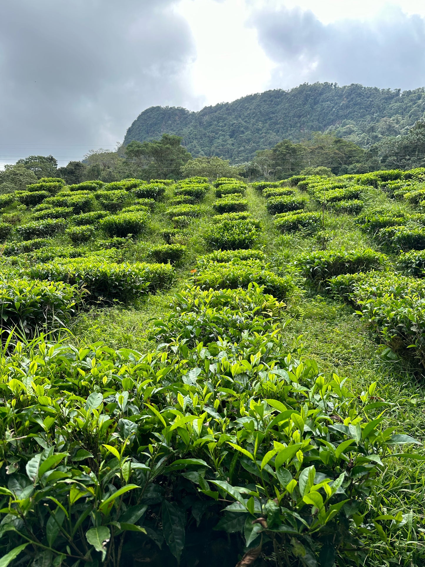 Bitaco Infusion Gingimbre Citron x 60 unités