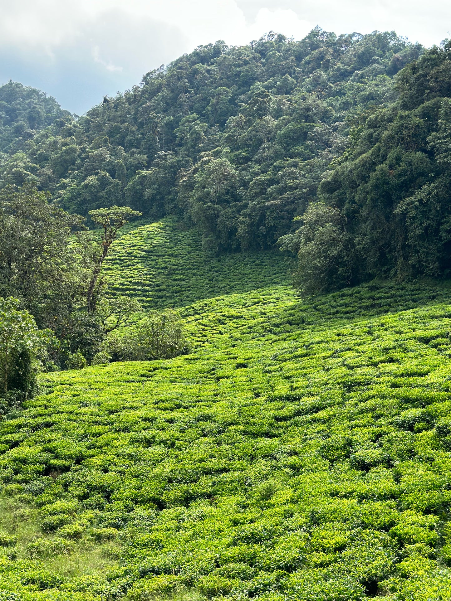 Bitaco Infusion Gingimbre Citron x 60 unités